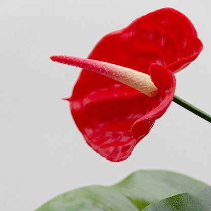 2 Ft Artificial Anthurium Plant with Red Flowers - Lifelike Faux Tropical Decoration (Without Pot) – lifelike design and vibrant colors