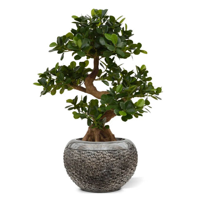Decorative 2 Ft artificial bonsai tree with intricate branching and greenery
