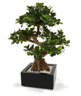 Premium 2 Ft artificial bonsai tree with detailed lifelike foliage
