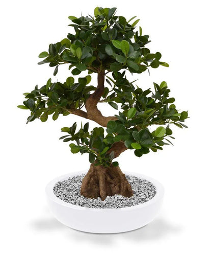 Exotic 2 Ft faux Panda Bonsai – a perfect maintenance-free greenery option
