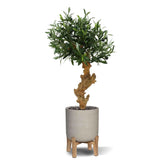 Exotic 2 Ft artificial Olive Bonsai – a stylish greenery accent
