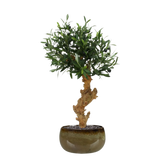 Lifelike 2 Ft artificial Olive Bonsai tree with realistic green leaves
