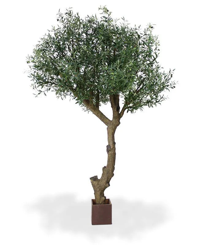 6 Ft Giant Artificial Olive tree 275 cm Y shape – perfect for modern home decor
