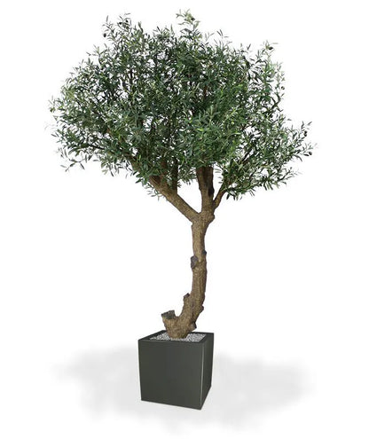 6 Ft Giant Artificial Olive tree 275 cm Y shape – lifelike tropical plant alternative