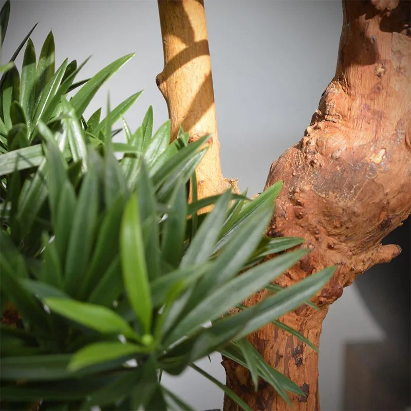 Lifelike 2 Ft UV-resistant Podocarpus Bonsai with vibrant green leaves
