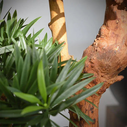 Lifelike 2 Ft UV-resistant Podocarpus Bonsai with vibrant green leaves
