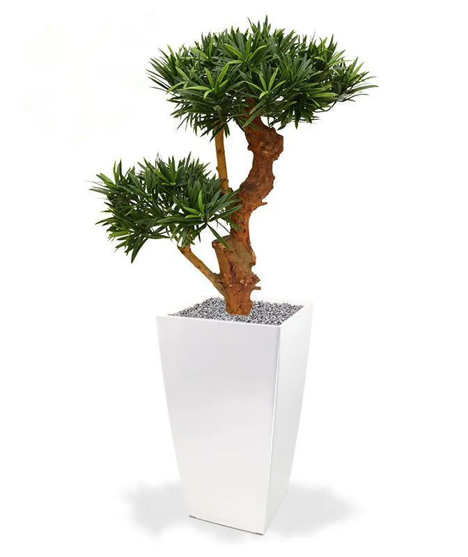 Elegant 2 Ft artificial Podocarpus Bonsai tree with detailed, evergreen foliage
