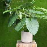 Lifelike 2 Ft artificial Elephant Ear plant with broad, tropical leaves
