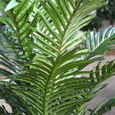 Decorative 3 Ft artificial palm tree with soft-touch, realistic fronds
