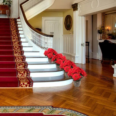 Staircase with red carpet and potted red flowers in a home interior.
