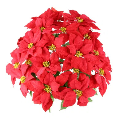 Red poinsettia flowers on a white background