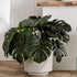 2 Ft Monstera 2 Bunch Artificial Plant (Without Pot) – styled for modern home interiors