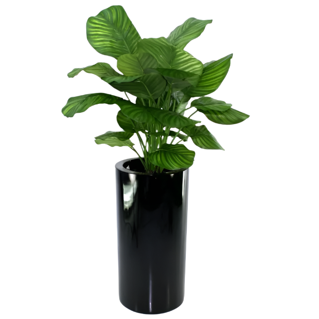 Lifelike 2.6 Ft artificial Calathea with beautifully patterned leaves
