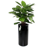 Realistic 2.5 Ft faux Calathea plant with vibrant pink and green foliage
