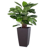 Exotic 2.5 Ft artificial Calathea with detailed leaf patterns and realistic texture
