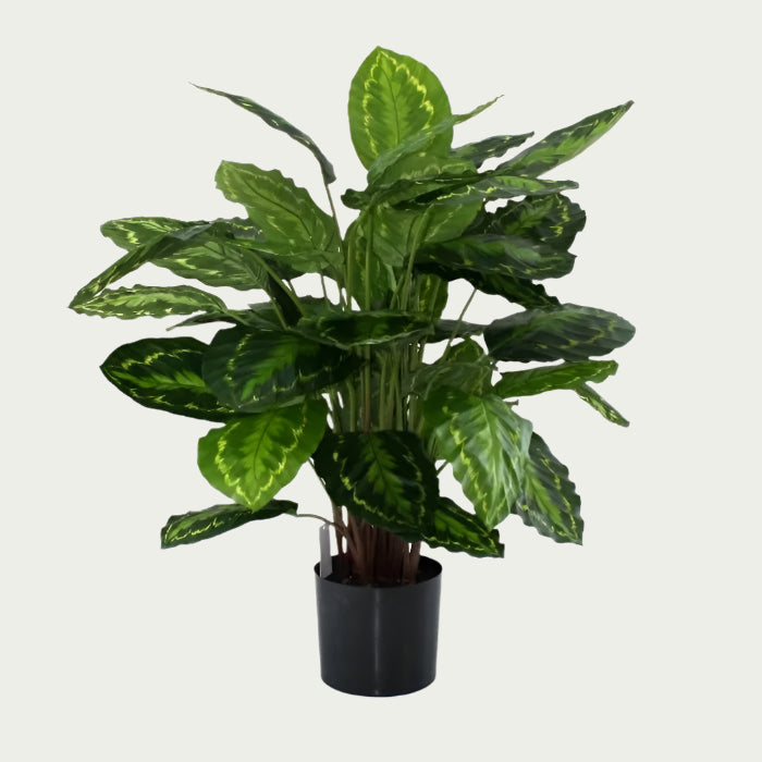 Premium 2.5 Ft artificial Calathea with striking pink veined leaves

