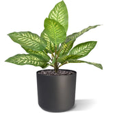 1.5 Ft Artificial Dieffenbachia Zebra plant 25 cm (bush) – adds a lush green touch to interiors