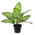 1.5 Ft Artificial Dieffenbachia Zebra plant 25 cm (bush) – perfect for modern home decor