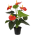 2 Ft Artificial Anthurium bush 40cm red – perfect for modern home decor