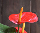 2 Ft Artificial Anthurium bush 40cm red – enhances any living space naturally