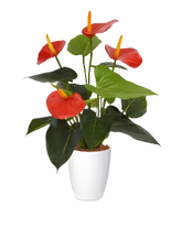 2 Ft Artificial Red Anthurium – Tropical Flower Plant – perfect for modern home decor