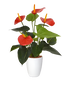 2 Ft Artificial Red Anthurium – Tropical Flower Plant – perfect for modern home decor