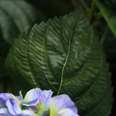 2 Ft Artificial Hortensia bush 40cm blue – crafted for realistic tropical vibes