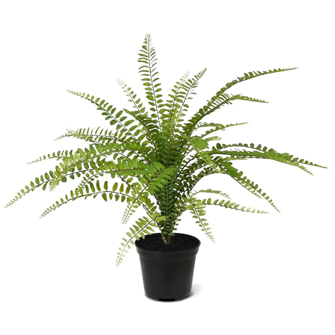 1.5 Ft Artificial Asplenium Fern Bouquet 45 cm – ideal for indoor botanical themes