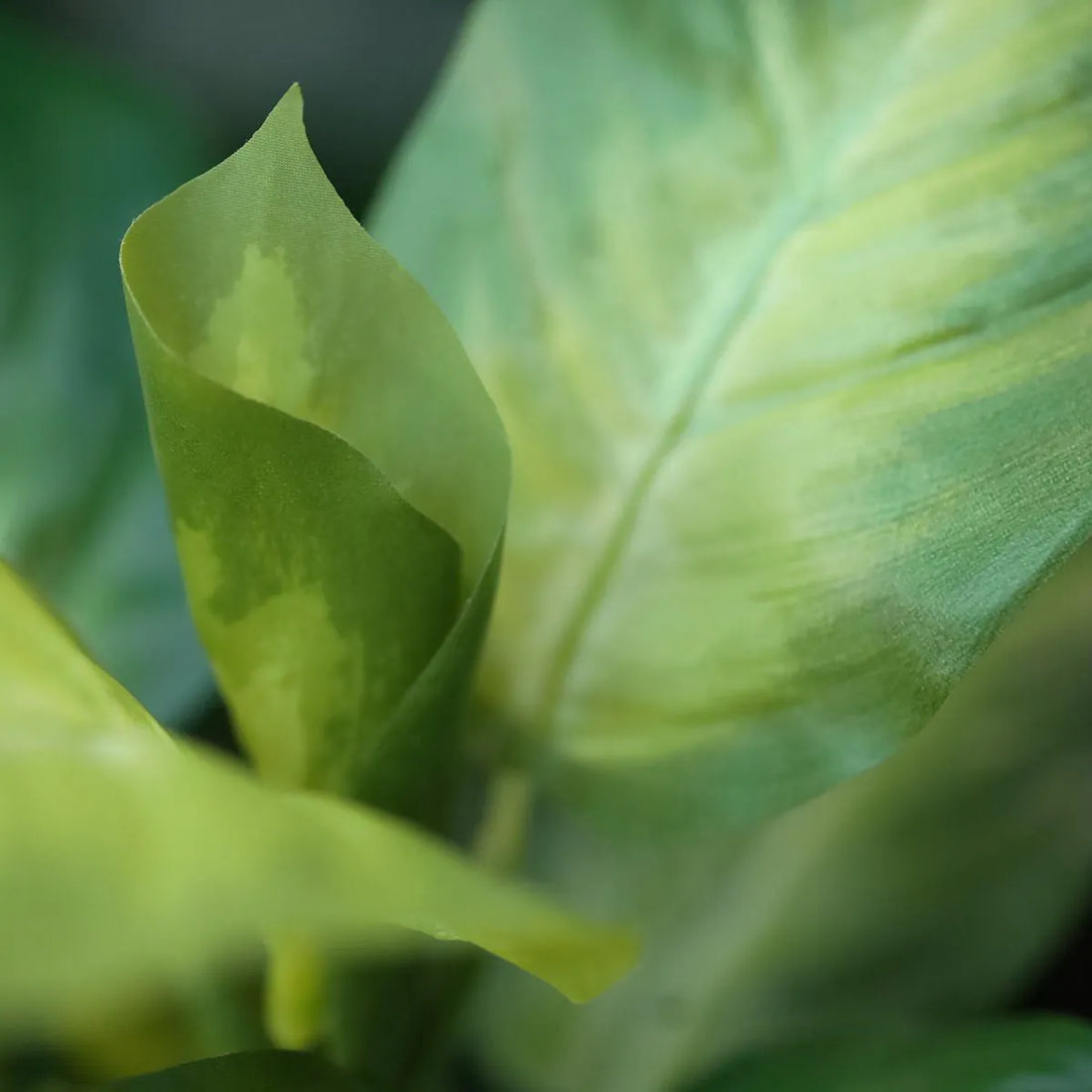 2 Ft Artificial Dieffenbachia Plant 25cm – ideal for indoor botanical themes