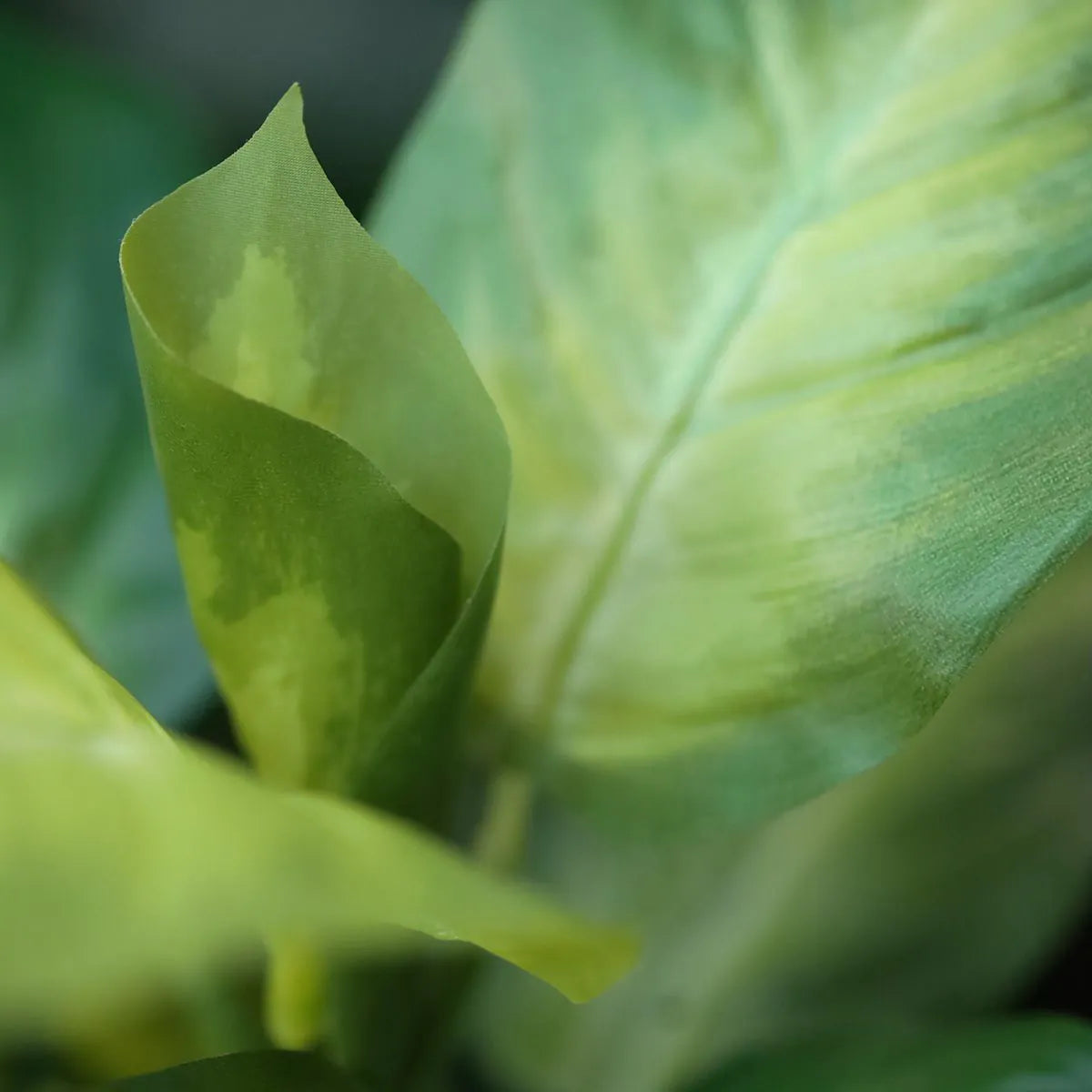 2 Ft Artificial Dieffenbachia Plant 25cm – ideal for indoor botanical themes