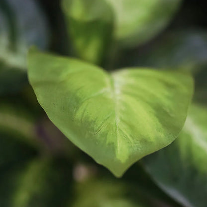 2 Ft Artificial Dieffenbachia Plant 25cm – adds a lush green touch to interiors