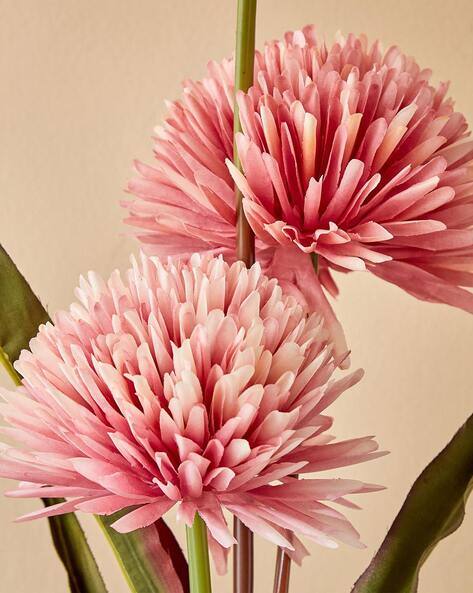 Close-up of two pink flowers with a beige background