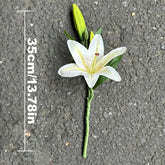 White flower with green leaves on a textured gray surface, accompanied by a measurement scale.