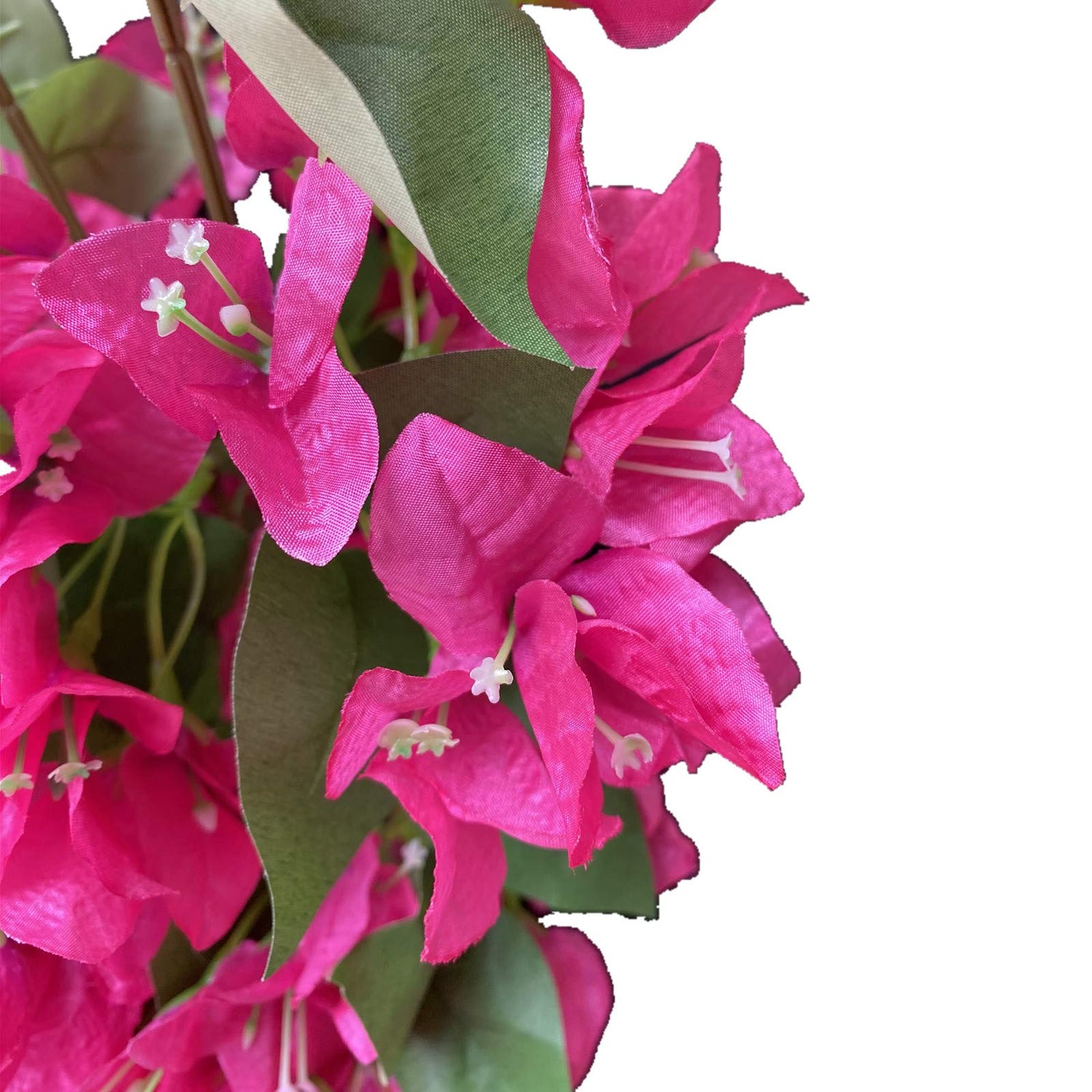 Close-up of bright pink flowers with green leaves on a white background