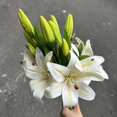 Bouquet of white lilies with green buds held against a dark background