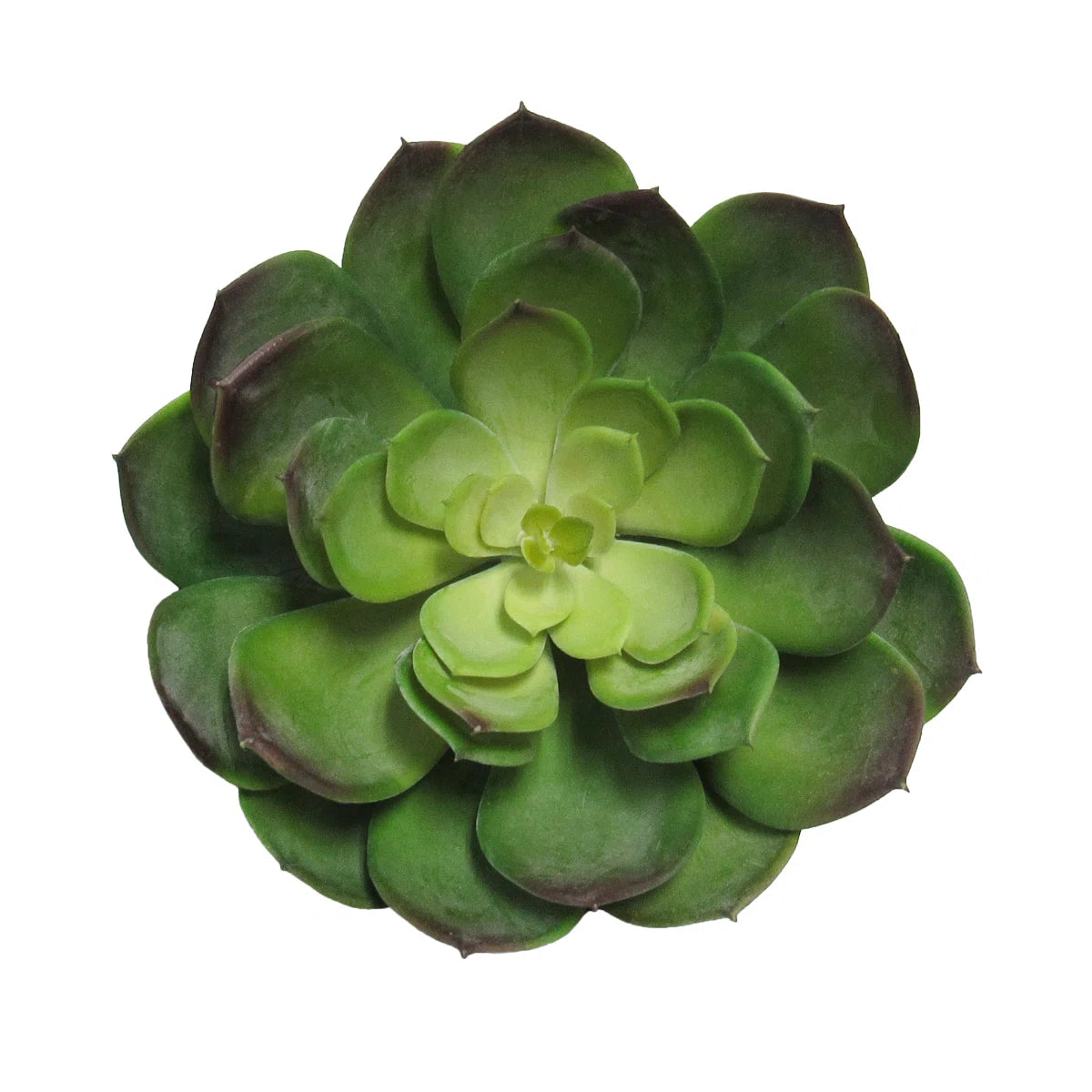 5 In. Large Artificial Echeveria Lotus Succulent – Realistic Faux Plant for Home, Office &amp; Terrarium