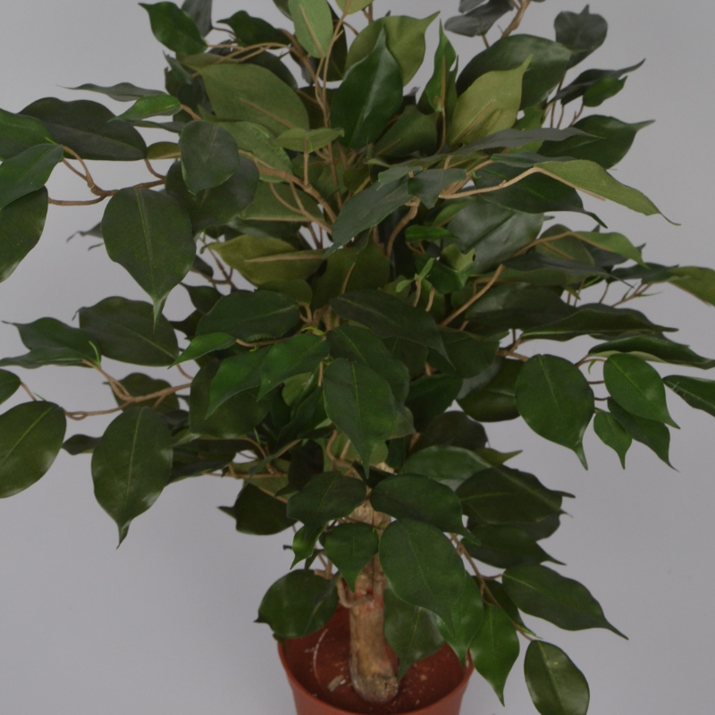 2 Ft Artificial Ficus Plant – Small Faux Tree with Realistic Green Leaves for Indoor Home, Office &amp; Tabletop Décor