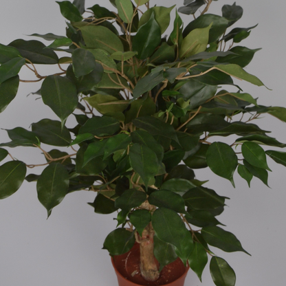 2 Ft Artificial Ficus Plant – Small Faux Tree with Realistic Green Leaves for Indoor Home, Office &amp; Tabletop Décor