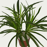 Close-up image of 1 Ft Dracaena Bush Stylish Faux Patio Centerpiece – Elegant Faux Greenery for Any Setting – Shop Luxiplant – perfect for home decoration.