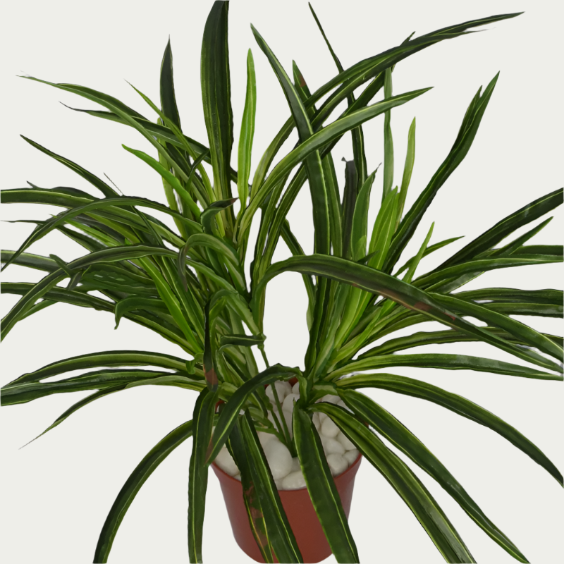 Close-up image of 1 Ft Dracaena Bush Stylish Faux Patio Centerpiece – Elegant Faux Greenery for Any Setting – Shop Luxiplant – perfect for home decoration.