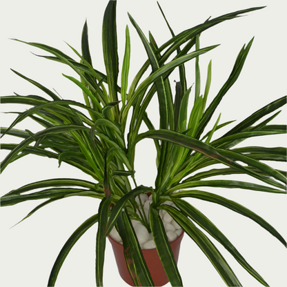 Close-up image of 1 Ft Dracaena Bush Stylish Faux Patio Centerpiece – Elegant Faux Greenery for Any Setting – Shop Luxiplant – perfect for home decoration.