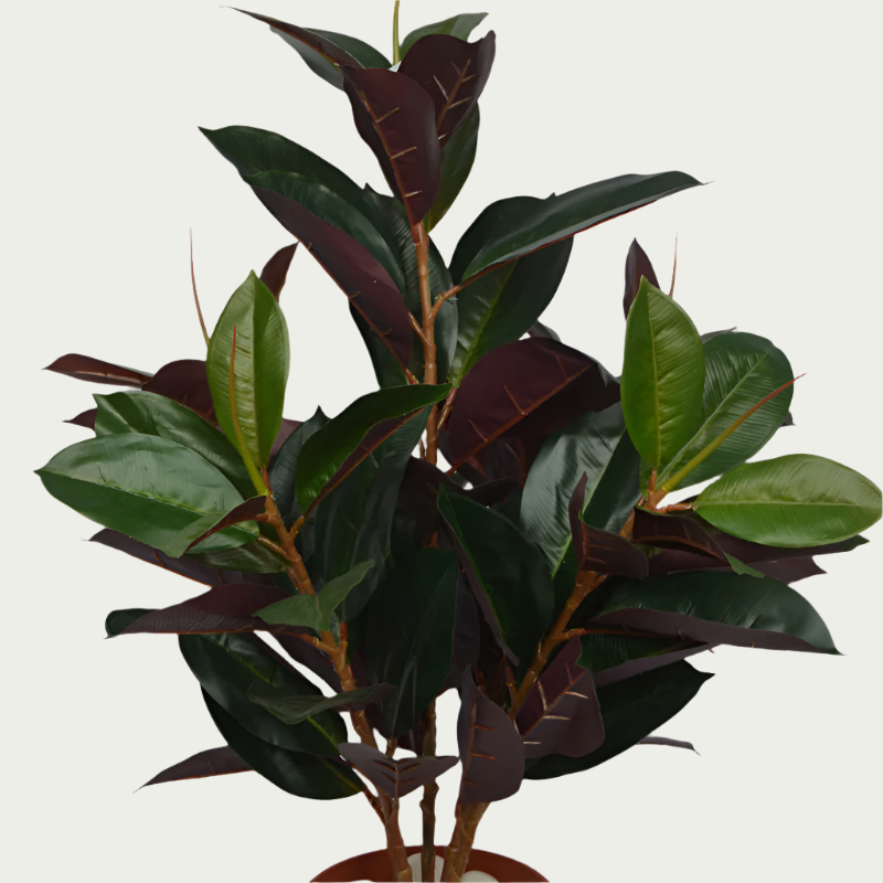 Close-up image of 2 Ft Rubber Fig Bush Contemporary Lush Green Accent – Vibrant Decorative Plant for Home or Office – Shop Luxiplant – perfect for home decoration.