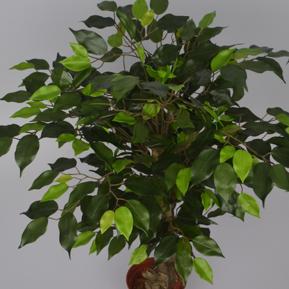 2 Ft Artificial Ficus Plant – Compact Faux Greenery with Realistic Leaves for Indoor Home, Office &amp; Shelf Décor