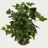 Zoomed-in look at the 1 Ft Ivy Bush Elegant Synthetic Home Plant – Elegant Faux Greenery for Any Setting – Shop Luxiplant, showcasing detailed craftsmanship.