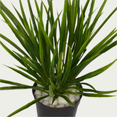 Decorative shot highlighting the unique design of 1 Ft Grass Bush Contemporary Lush Green Accent – Vibrant Decorative Plant for Home or Office – Shop Luxiplant.