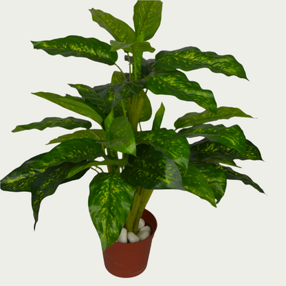 2 Ft Artificial Green Dieffenbachia – Faux Green Plant placed in a stylish planter