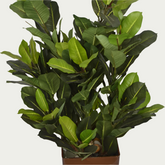 2 Ft Artificial Green Croton Bush 2975 – Faux Green Plant placed in a stylish planter