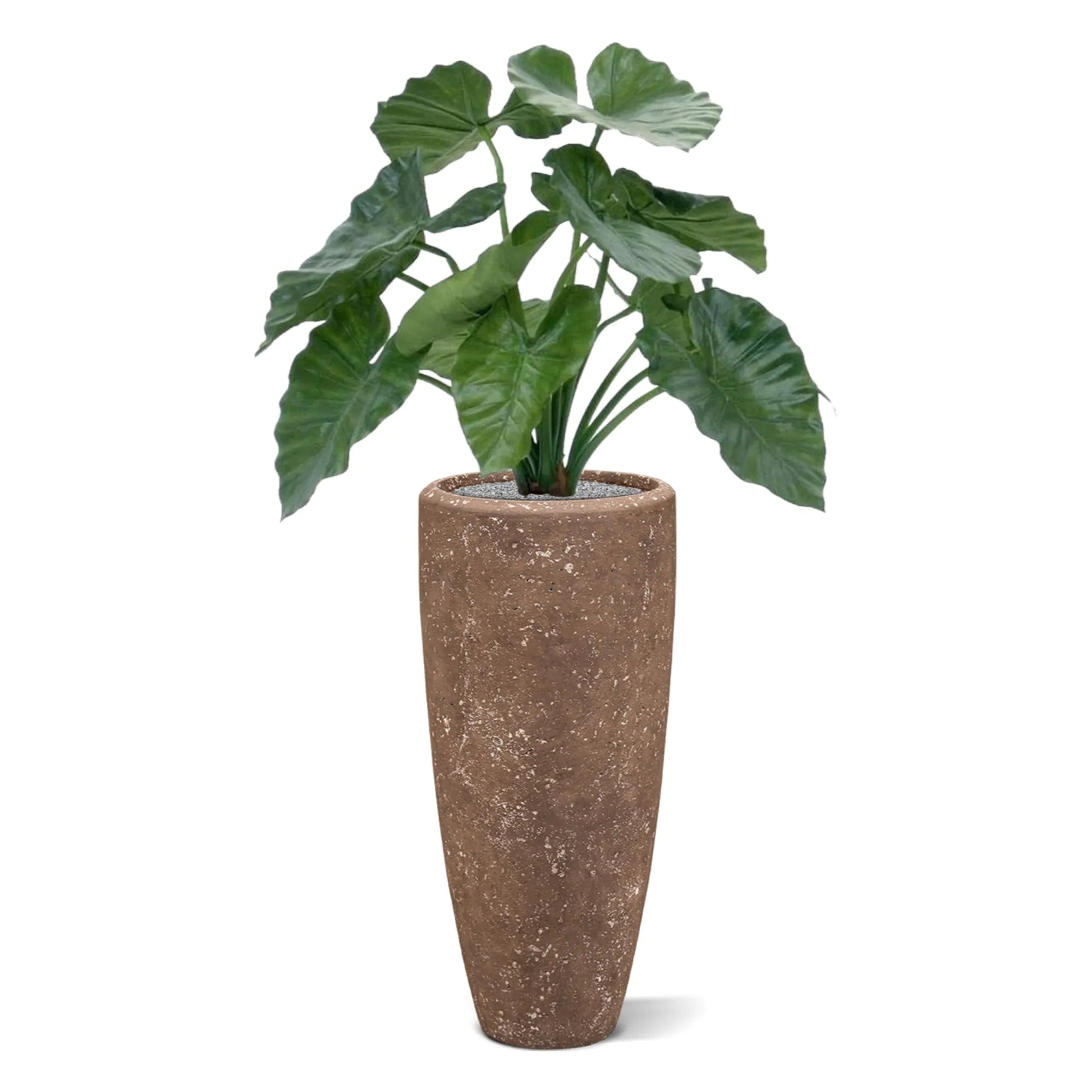 Vibrant 2 Ft faux Alocasia for indoor and outdoor decoration
