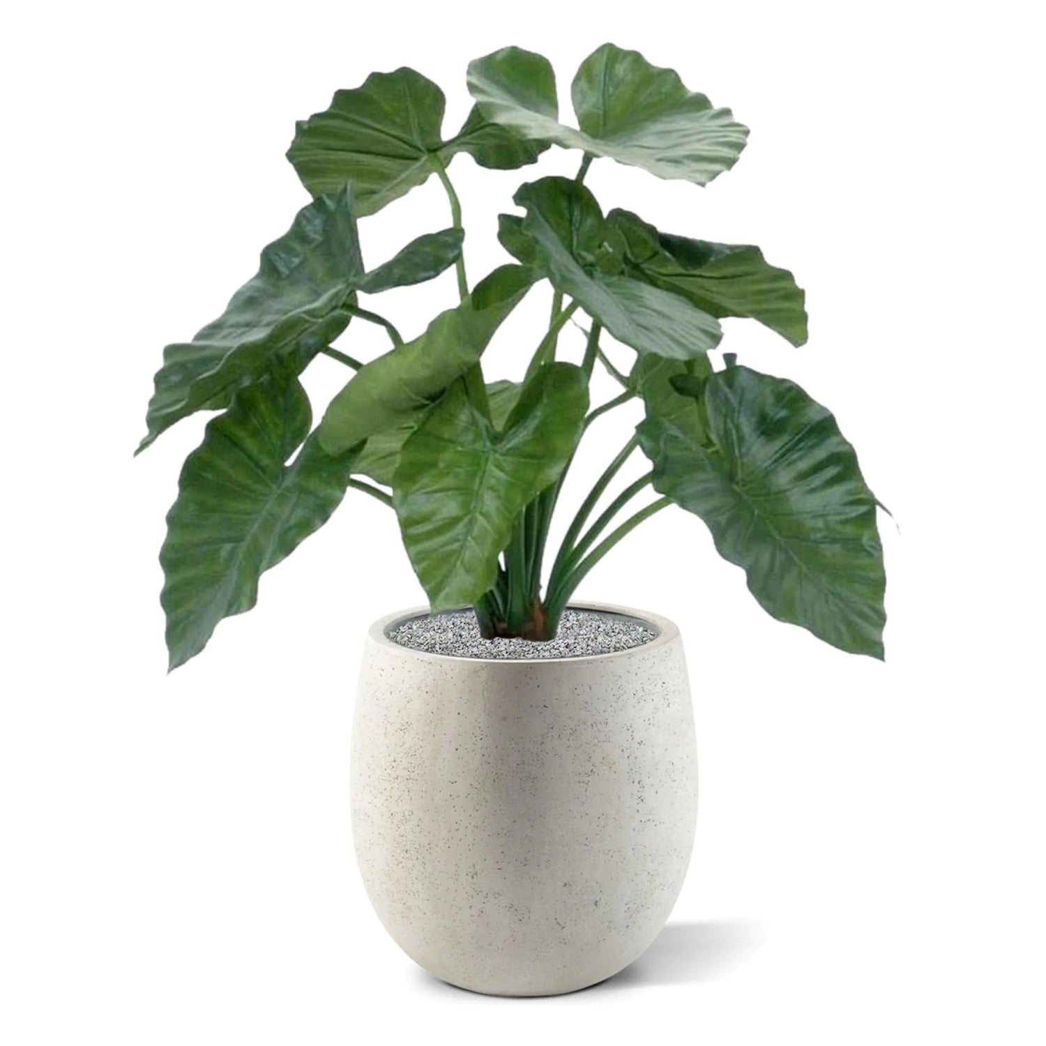 Decorative 2 Ft artificial Elephant Ear plant with realistic veined leaves
