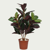 Detailed view of 2 Ft Rubber Fig Bush Contemporary Lush Green Accent – Vibrant Decorative Plant for Home or Office – Shop Luxiplant showing realistic textures and colors.